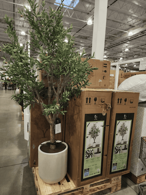 C.G. Hunter Faux 8” Olive Tree