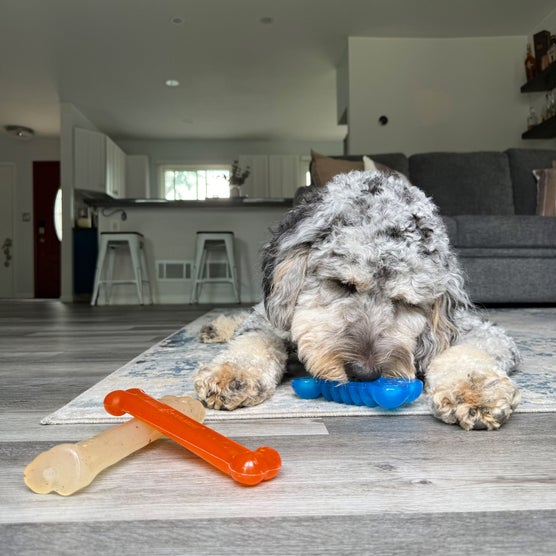 Nylabone Fun and Flexi