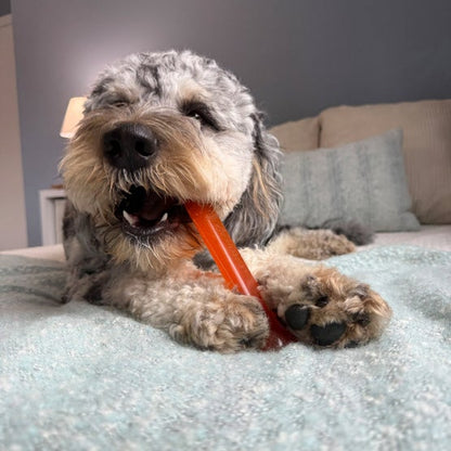 Nylabone Fun and Flexi