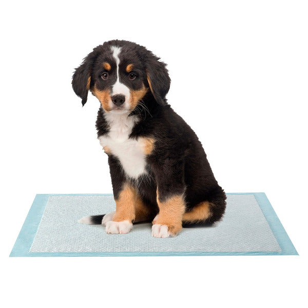 Kirkland Signature Absorbent Pet Training Pads, 100-count